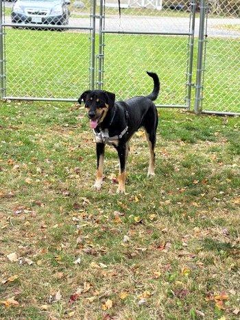 Enlarge Cody, a Adoptable mixed breed in Bedford Hills, NY image 6/6
