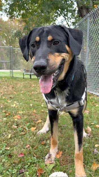 Enlarge Cody, a Adoptable mixed breed in Bedford Hills, NY image 1/6