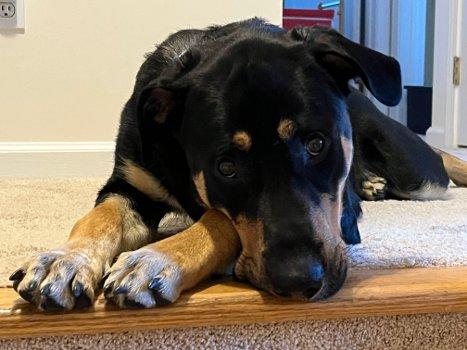 Enlarge Cody, a Adoptable mixed breed in Bedford Hills, NY image 5/6