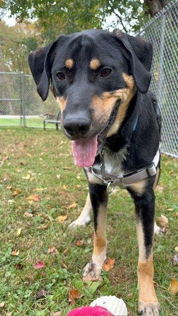 Enlarge Cody, a Adoptable mixed breed in Bedford Hills, NY image 3/6