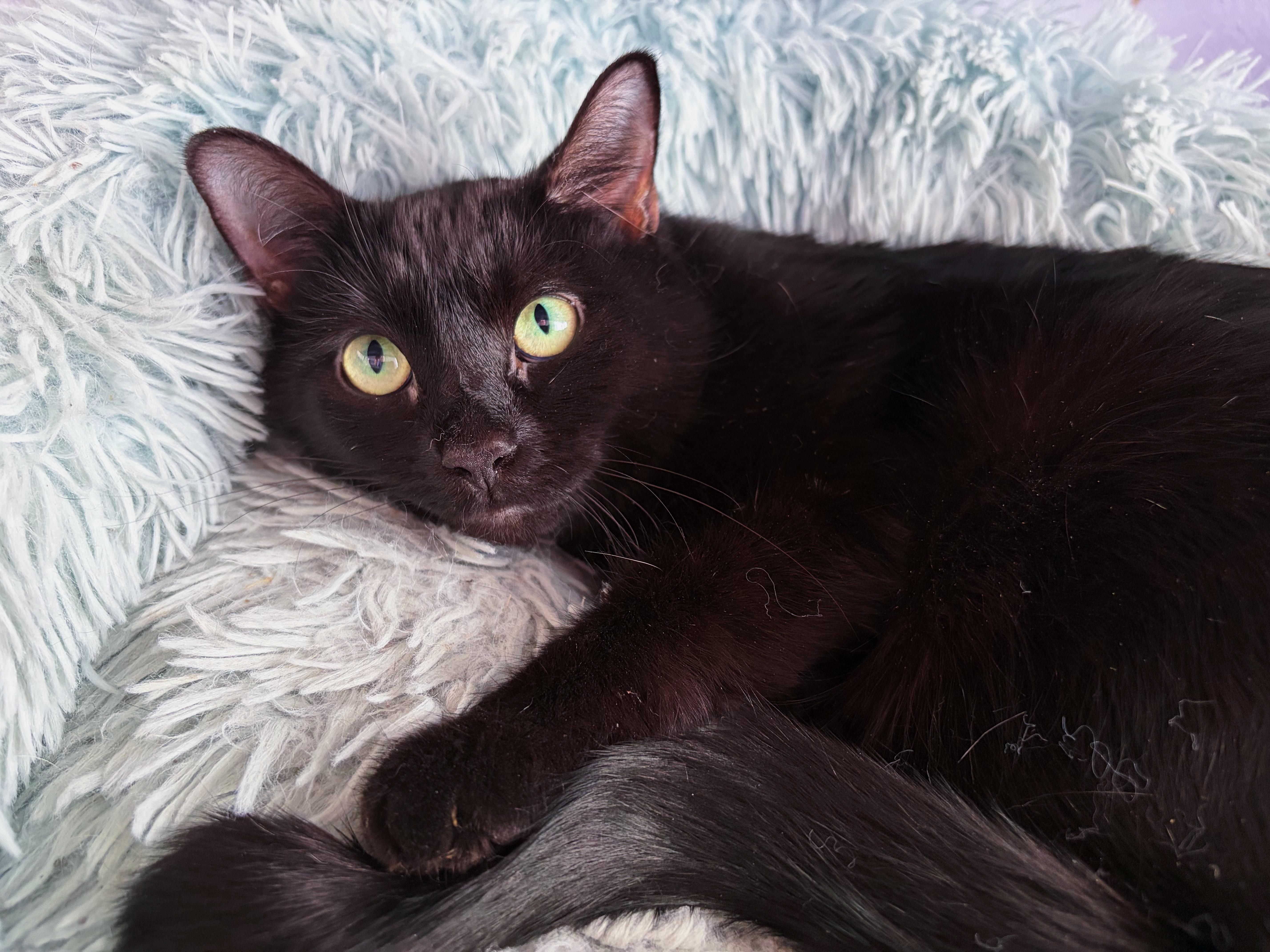 Enlarge Vanta, a ADOPTABLE Domestic Short Hair in Bethel, OH image 1/1
