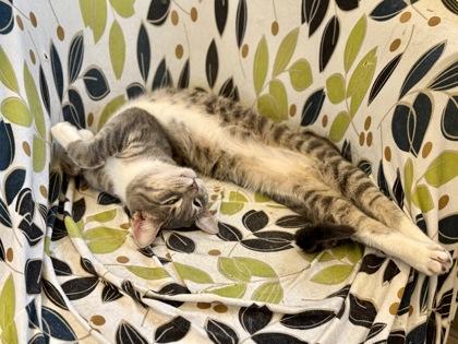 Dr. Morgan, an adopted Domestic Short Hair in Downers Grove, IL image 2/3