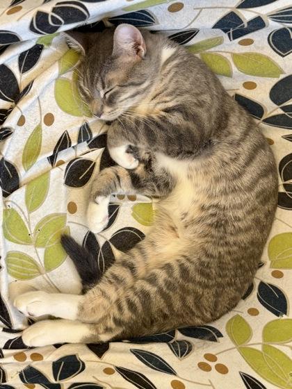 Dr. Morgan, an adopted Domestic Short Hair in Downers Grove, IL image 3/3