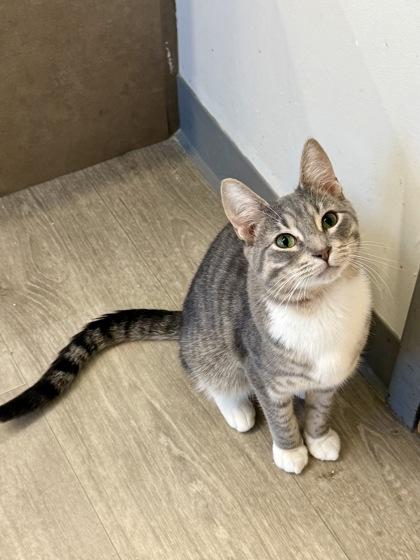 Dr. Morgan, an adopted Domestic Short Hair in Downers Grove, IL image 1/3