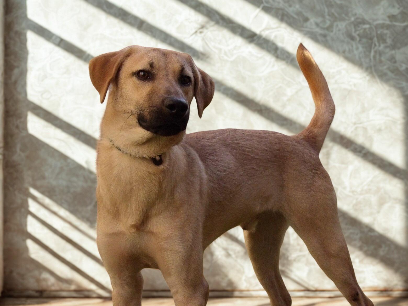 Enlarge Jasper, a ADOPTABLE mixed breed in Fort Pierce, FL image 1/1