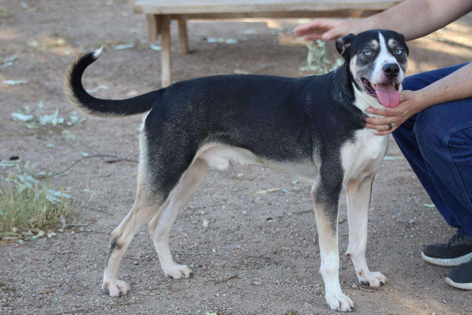 Enlarge Balthazar, a Adoptable Beagle in El Centro, CA image 1/3