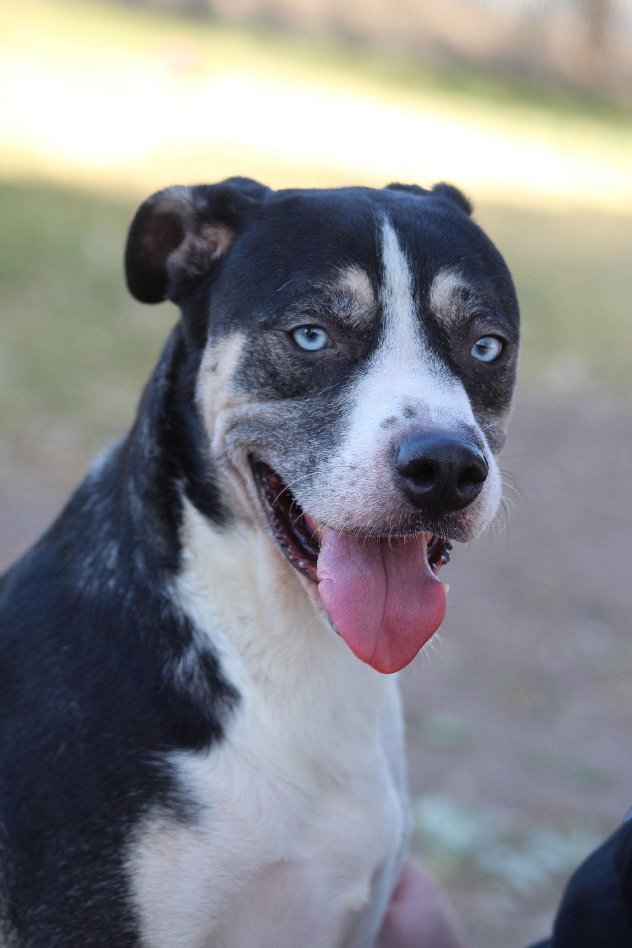Enlarge Balthazar, a Adoptable Beagle in El Centro, CA image 2/3