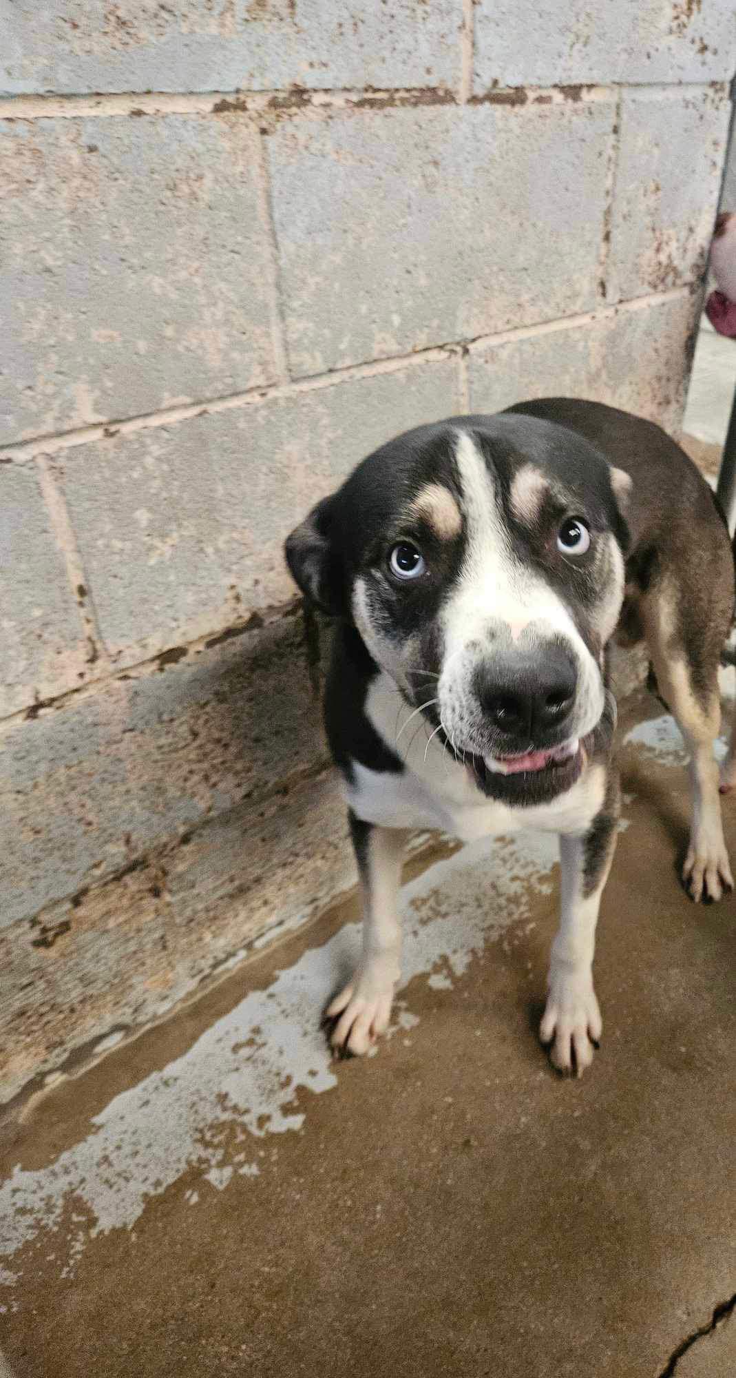 Enlarge Balthazar, a Adoptable Beagle in El Centro, CA image 3/3