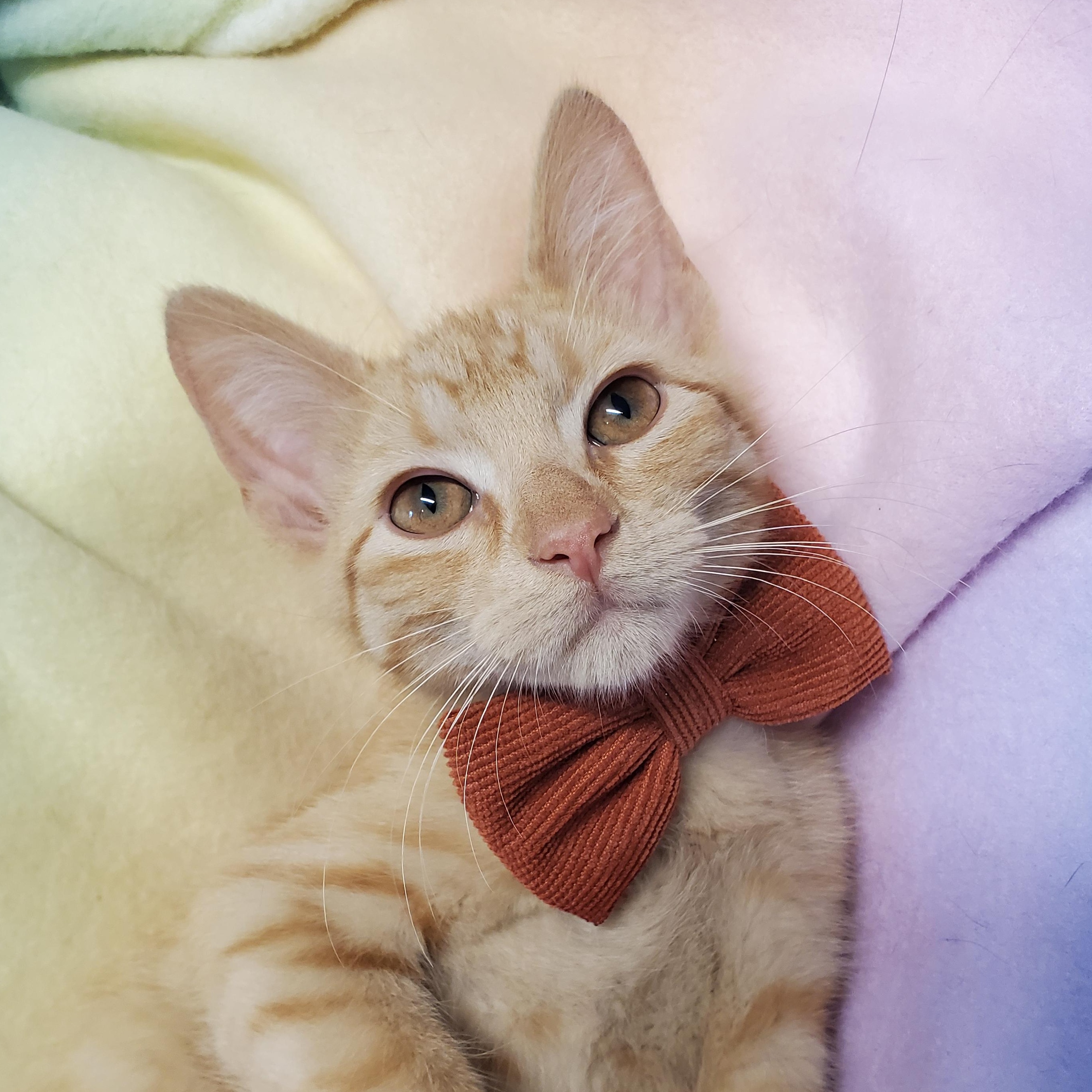 Enlarge Furgus, a Adoptable Domestic Short Hair in Marseilles, IL image 1/1