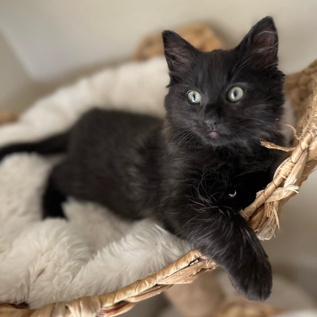 Firecracker, Adoptable, Young Male Domestic Long Hair.