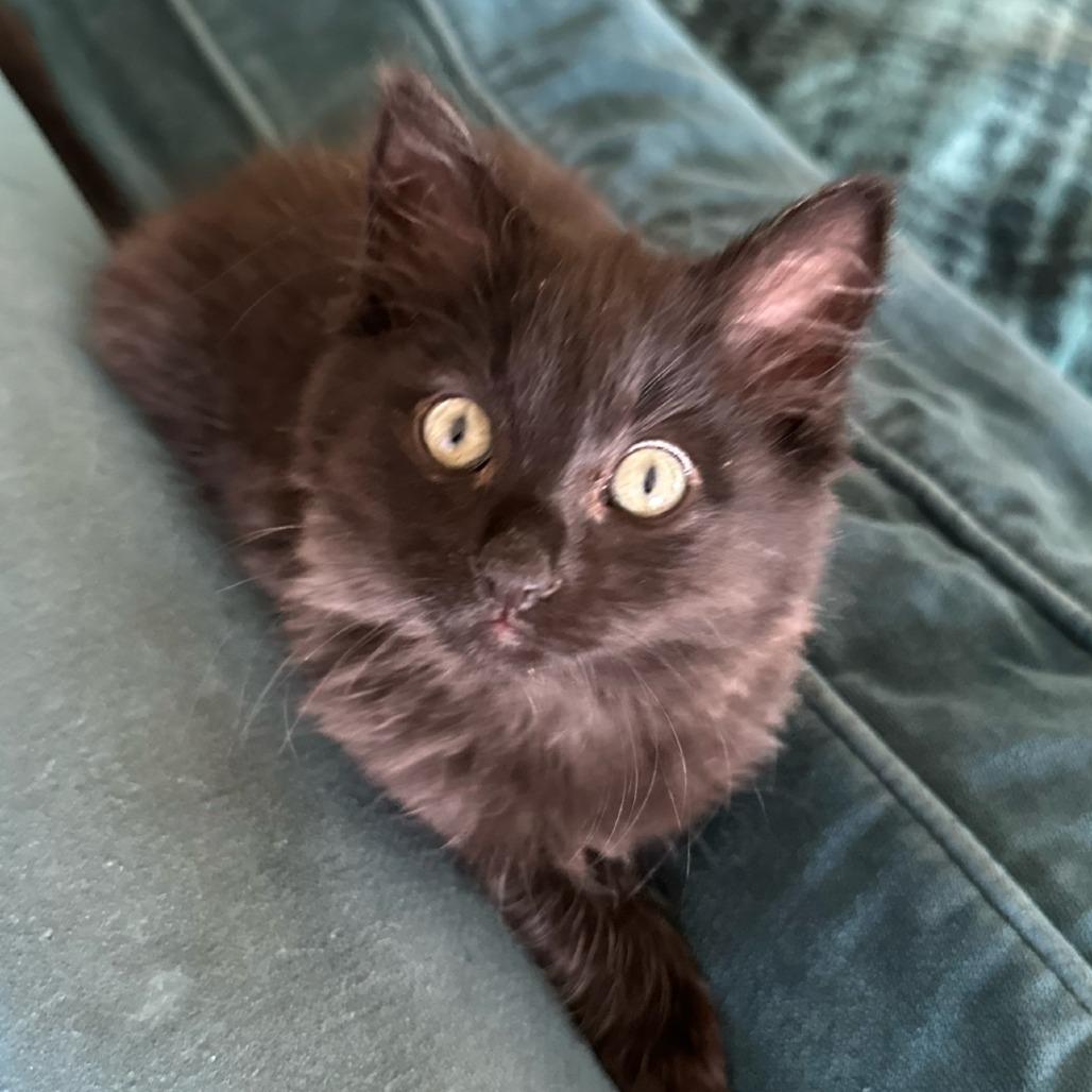 Enlarge Firecracker, a Adoptable Domestic Long Hair in Long Beach, CA image 2/6