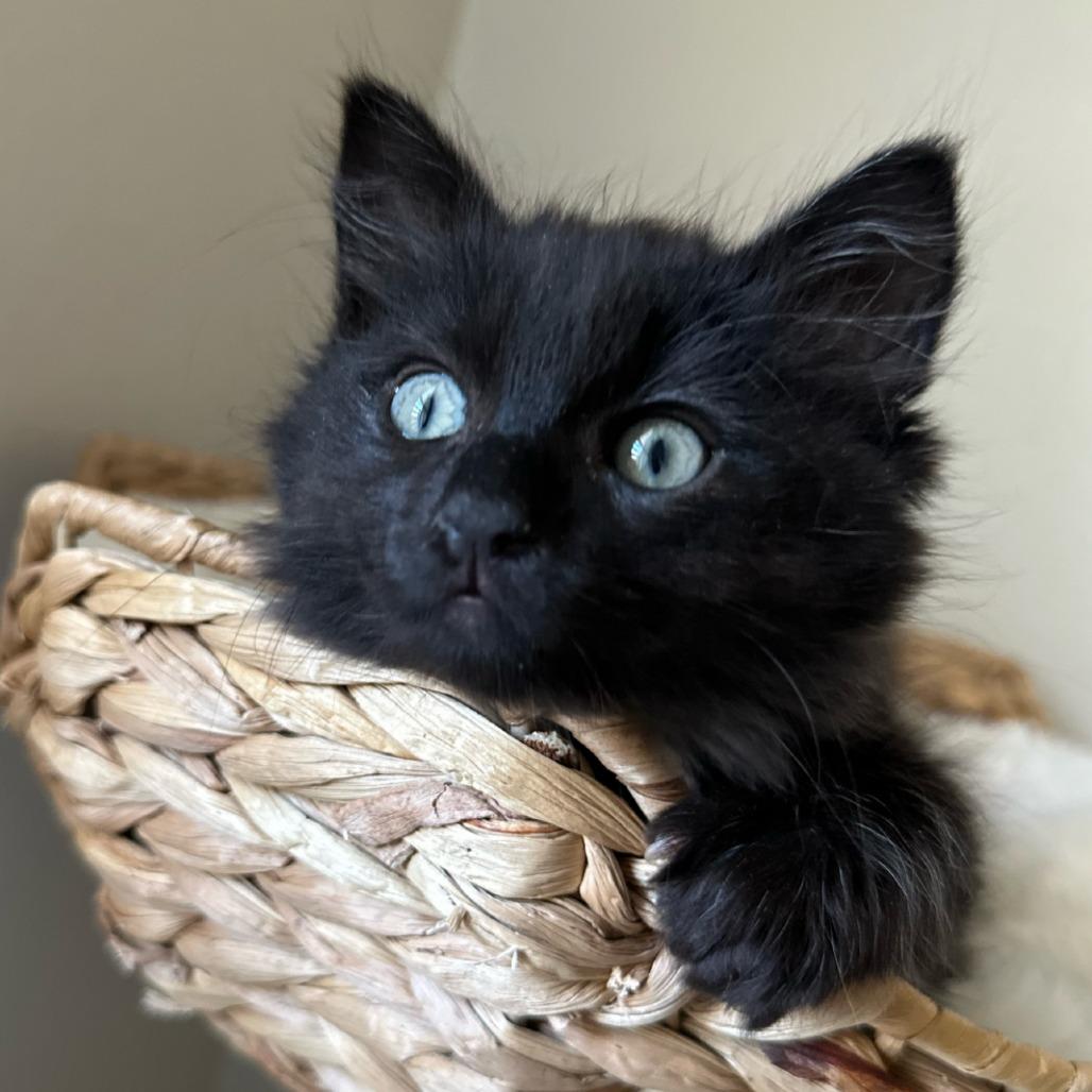 Enlarge Firecracker, a Adoptable Domestic Long Hair in Long Beach, CA image 3/6