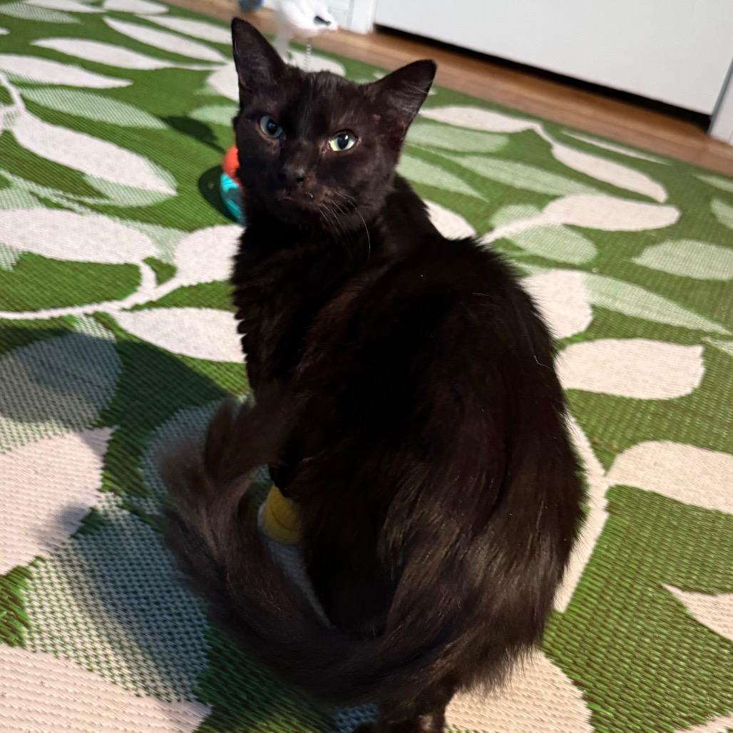 Enlarge Firecracker, a Adoptable Domestic Long Hair in Long Beach, CA image 5/6