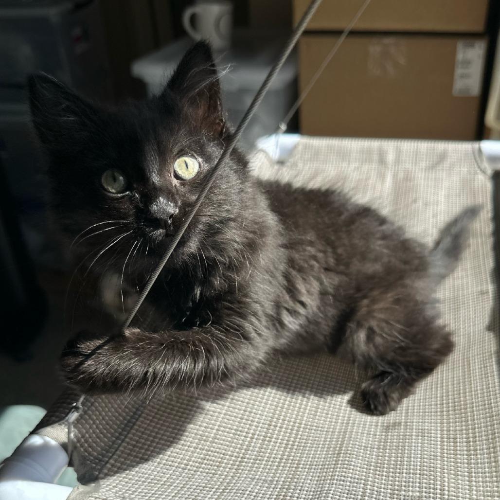 Enlarge Firecracker, a Adoptable Domestic Long Hair in Long Beach, CA image 6/6