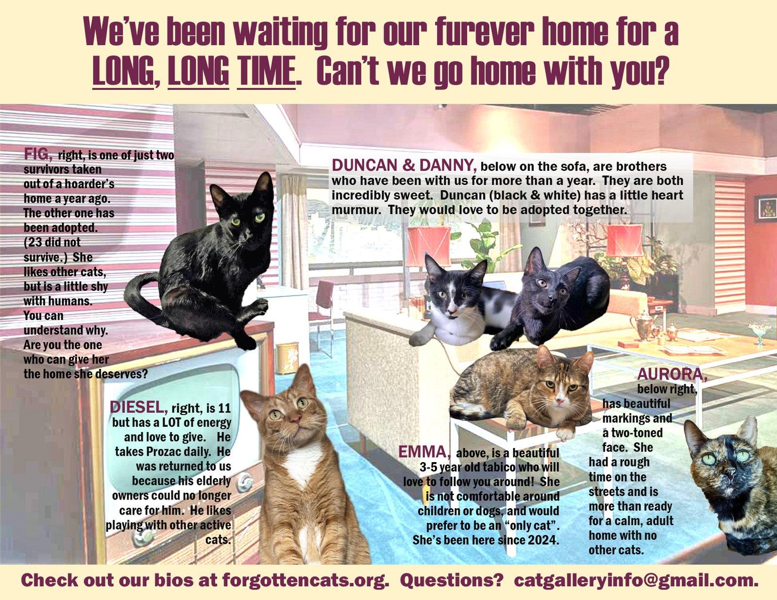 Enlarge Longer Timers Part 1:  Male & Female, a Adoptable Domestic Short Hair in Greenville, DE image 1/1