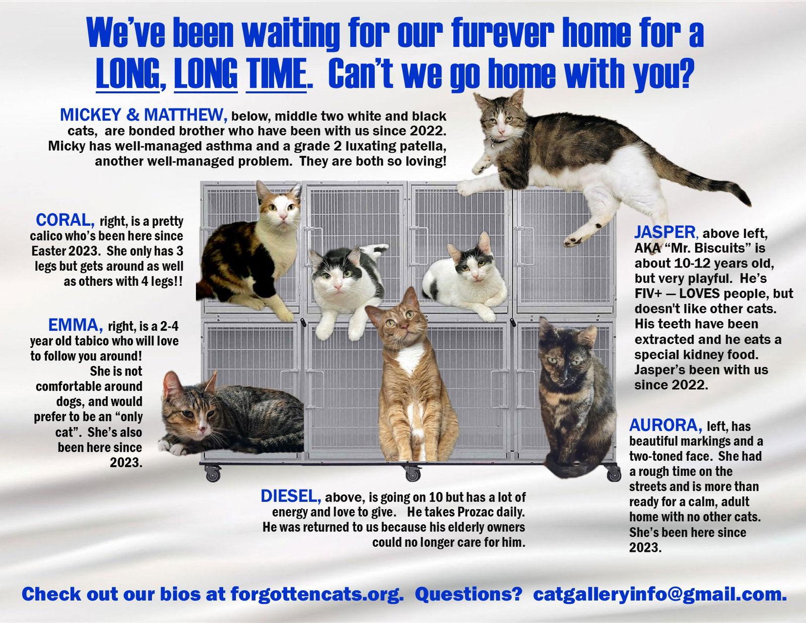 Enlarge Longer Timers Part 1:  Male & Female, a Adoptable Domestic Short Hair in Greenville, DE image 1/1