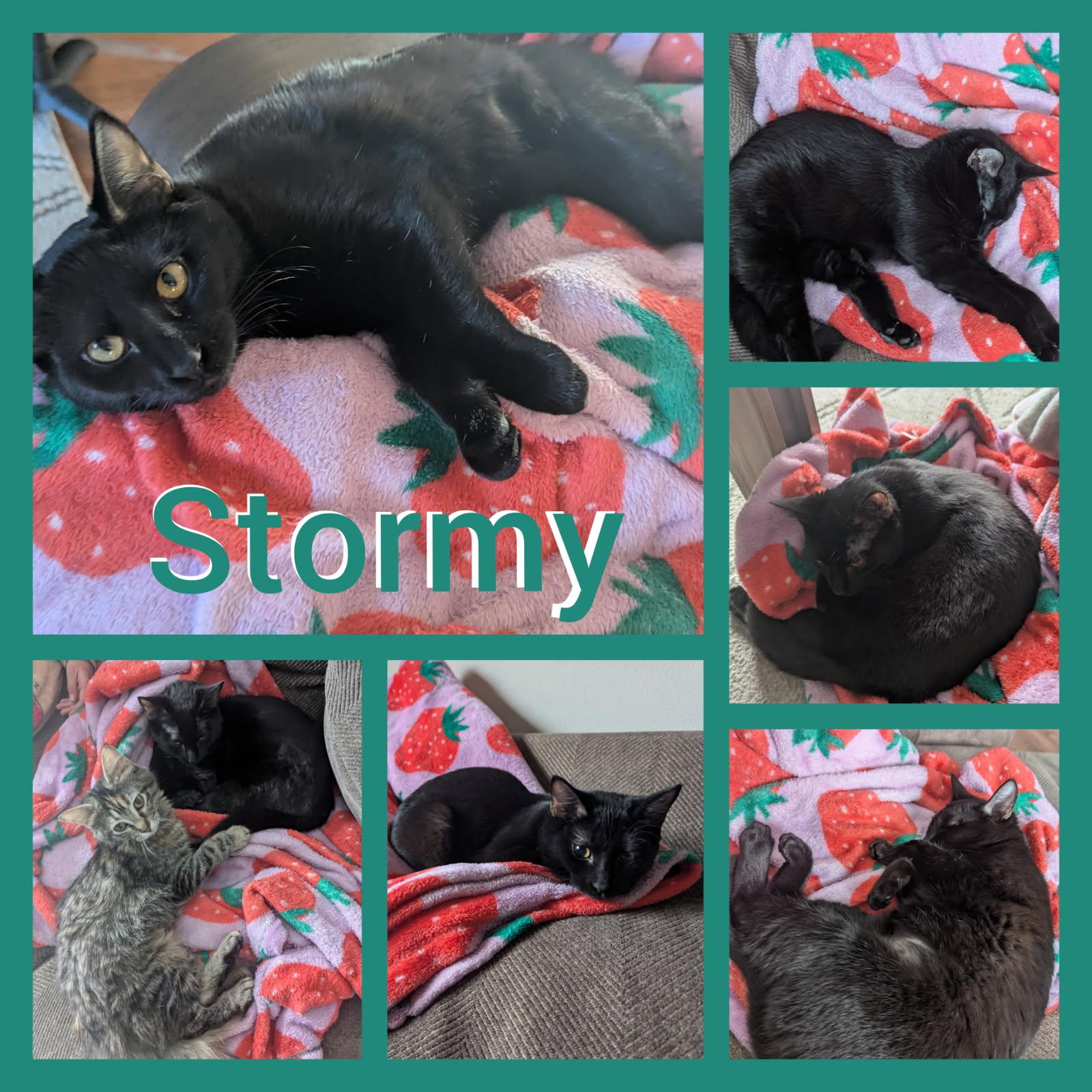 Stormy, a ADOPTABLE Domestic Short Hair in Fairview Heights, IL image 6/6