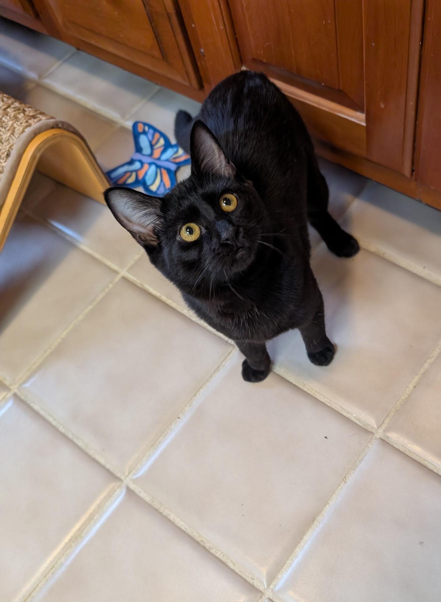Stormy, a ADOPTABLE Domestic Short Hair in Fairview Heights, IL image 1/6