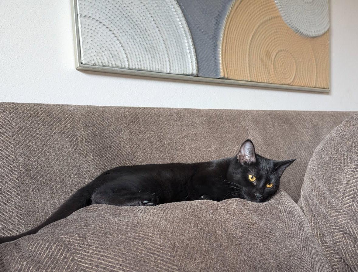 Stormy, a ADOPTABLE Domestic Short Hair in Fairview Heights, IL image 4/6