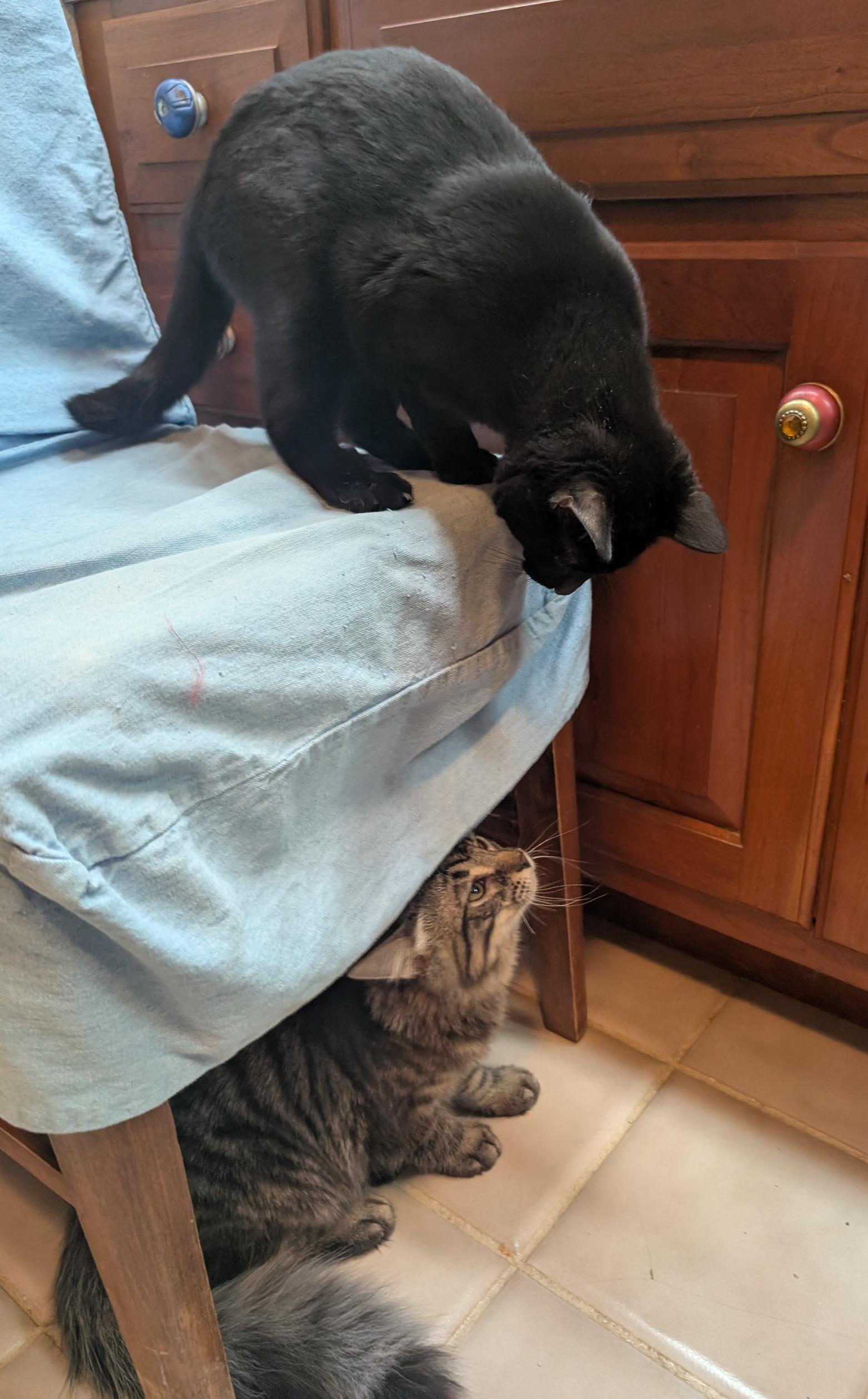 Stormy, a ADOPTABLE Domestic Short Hair in Fairview Heights, IL image 3/6