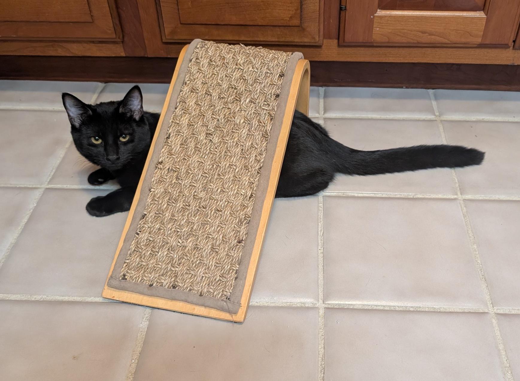 Stormy, a ADOPTABLE Domestic Short Hair in Fairview Heights, IL image 2/6