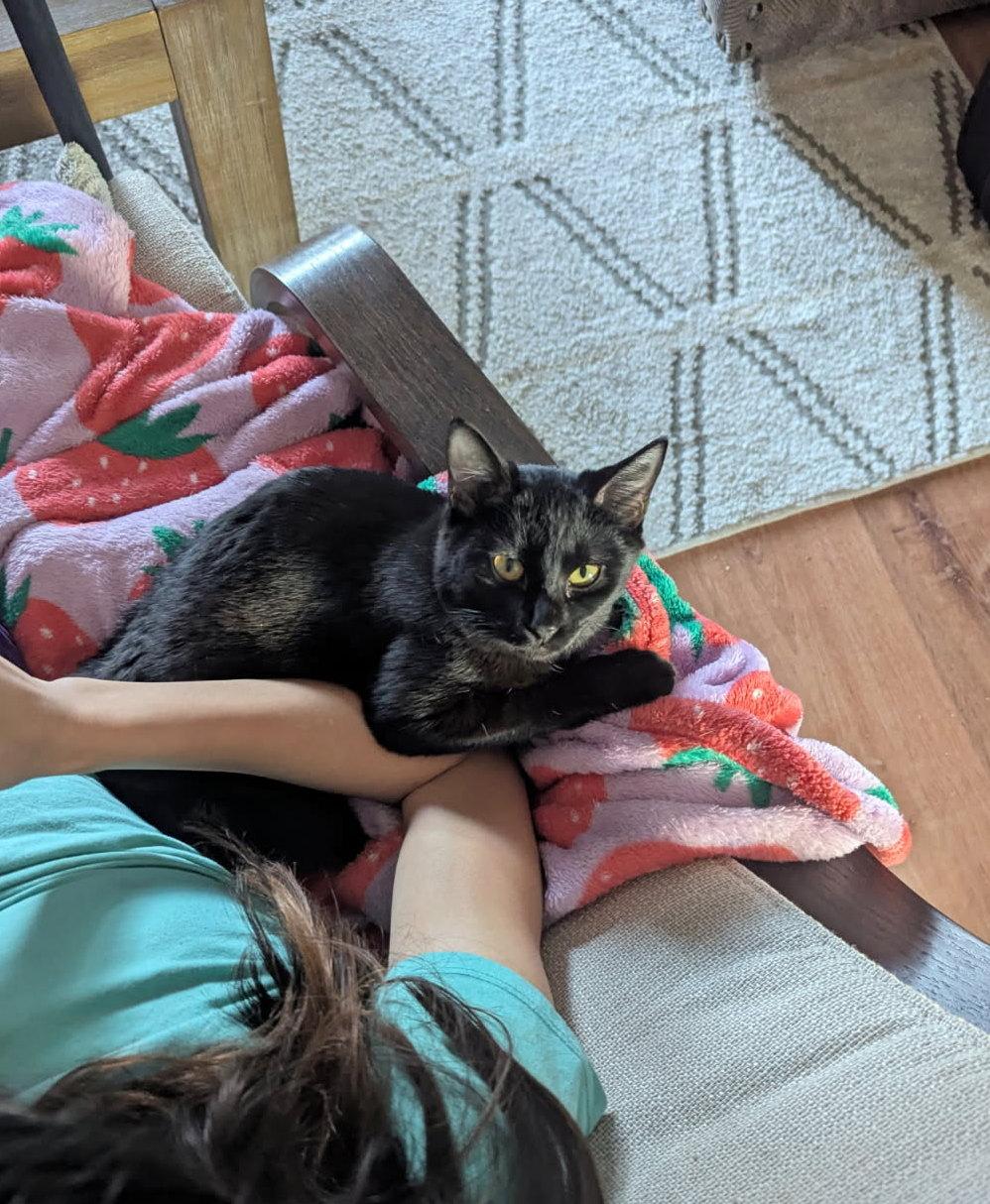 Stormy, a ADOPTABLE Domestic Short Hair in Fairview Heights, IL image 5/6