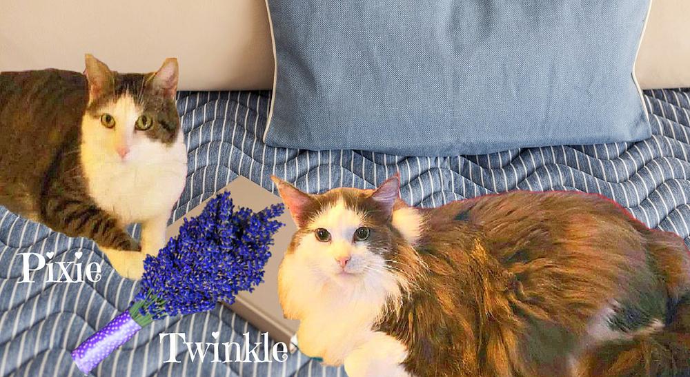 Pixie, Adoptable, Adult Female Tabby.