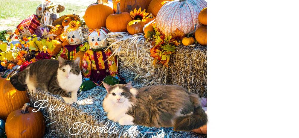 Enlarge Pixie, a Adoptable Tabby in Culpeper, VA image 5/5