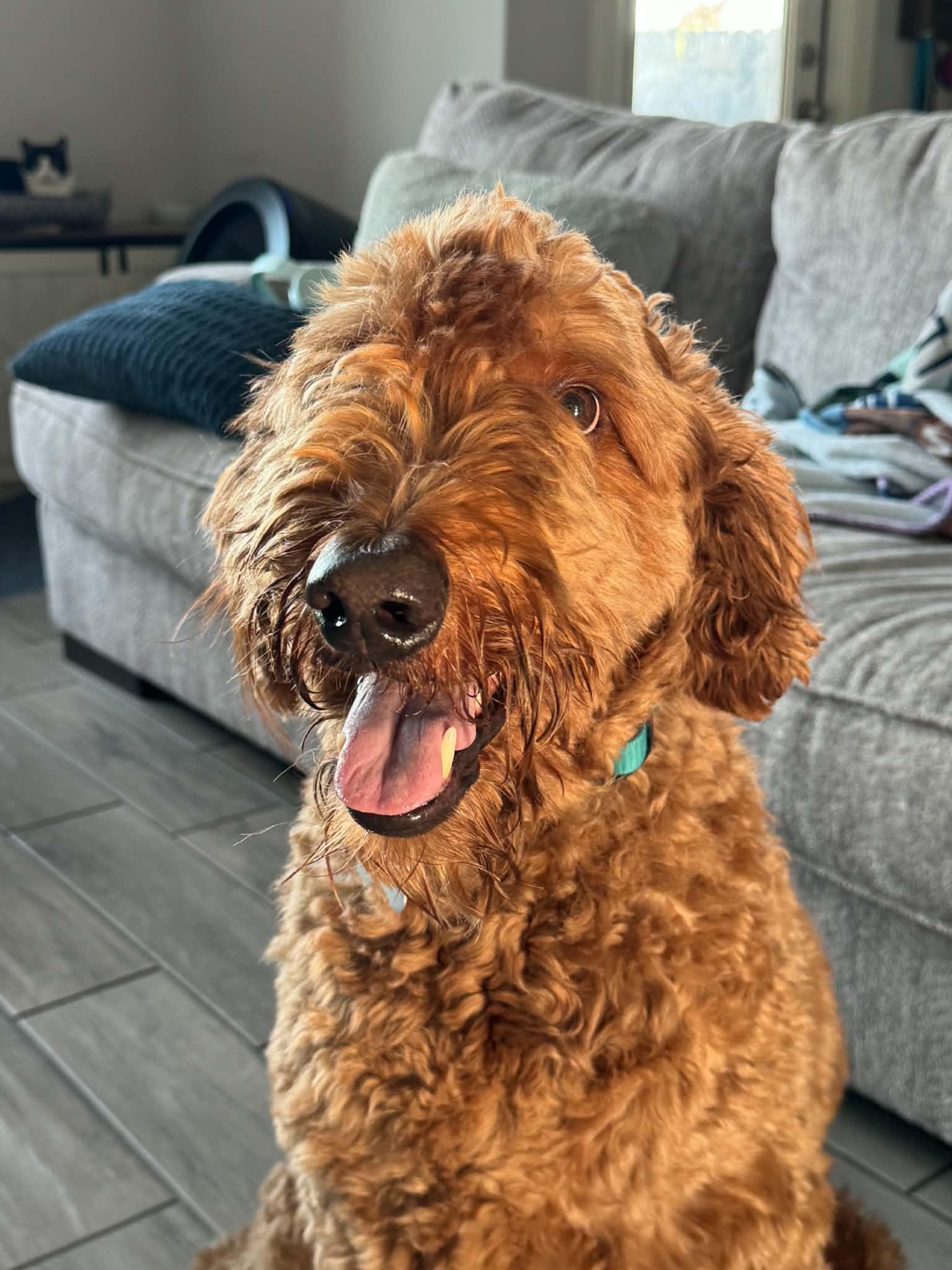 Enlarge Teddy, a Adoptable Goldendoodle in Brooklyn, NY image 3/6