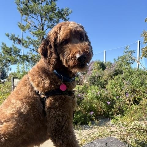 Teddy, Adoptable, Adult Male Goldendoodle.