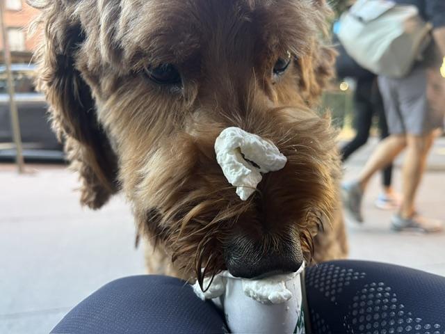 Enlarge Teddy, a Adoptable Goldendoodle in Brooklyn, NY image 5/6