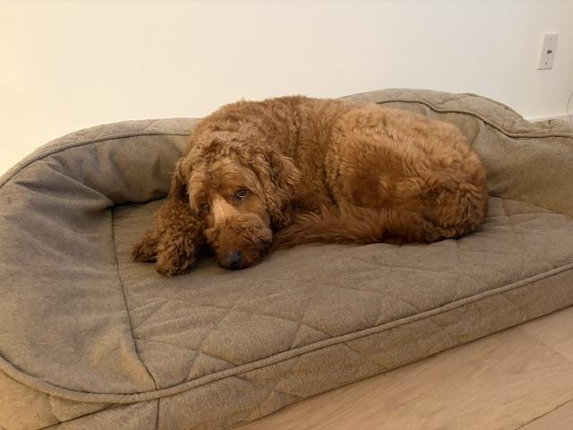 Enlarge Teddy, a Adoptable Goldendoodle in Brooklyn, NY image 2/6