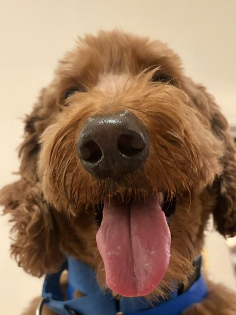 Enlarge Teddy, a Adoptable Goldendoodle in Brooklyn, NY image 4/6