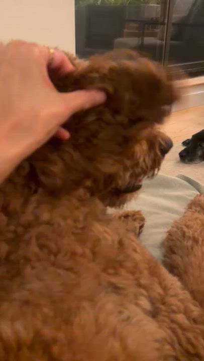 Enlarge Teddy, a Adoptable Goldendoodle in Brooklyn, NY video 6/6