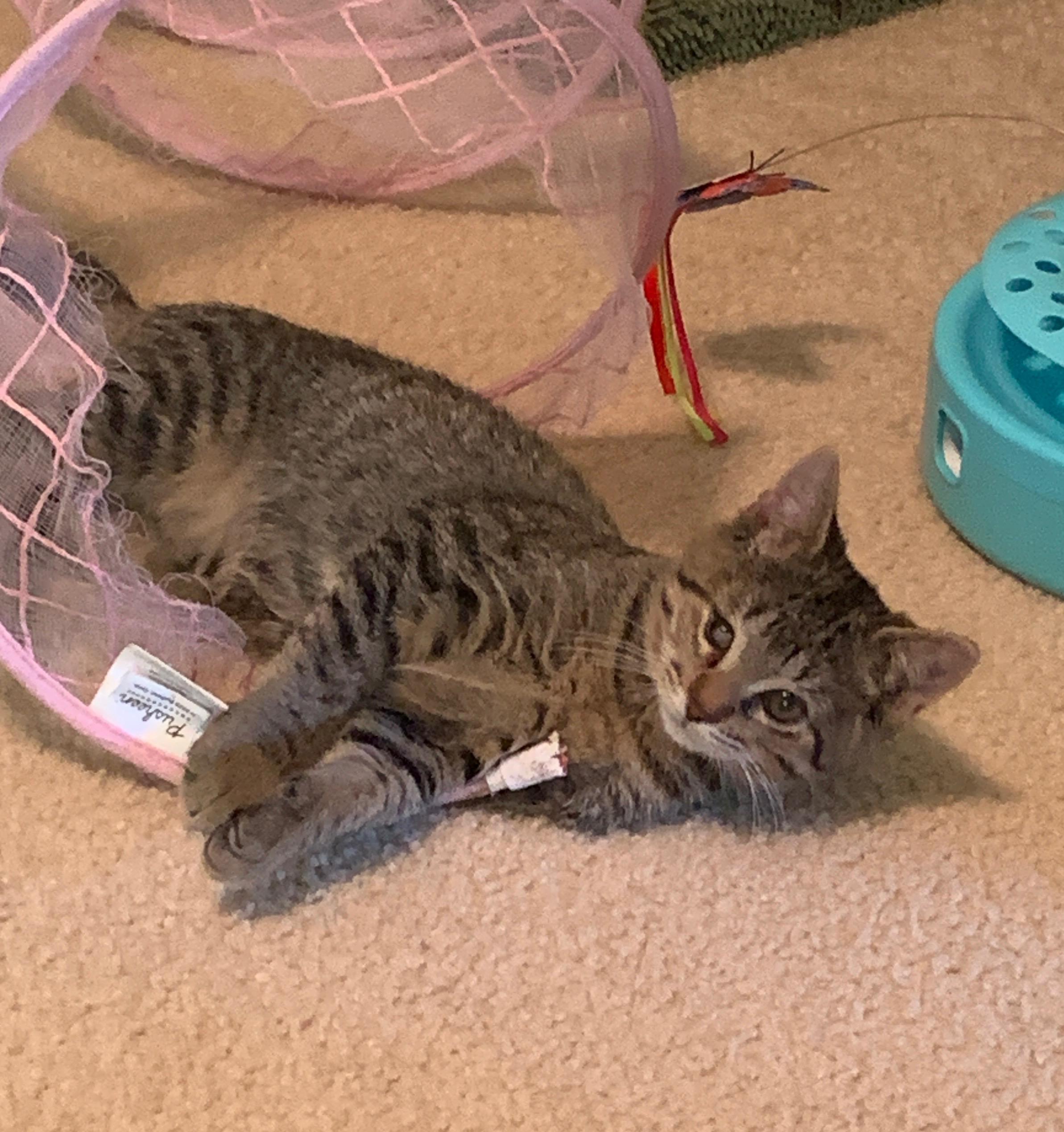 Tucker, Adoptable, Young Male American Shorthair.