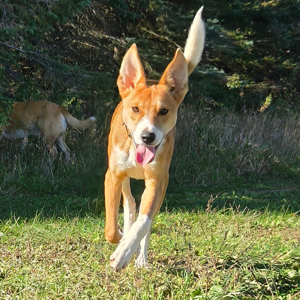 Enlarge Ernie, a Adoptable mixed breed in Waite Park, MN image 4/6