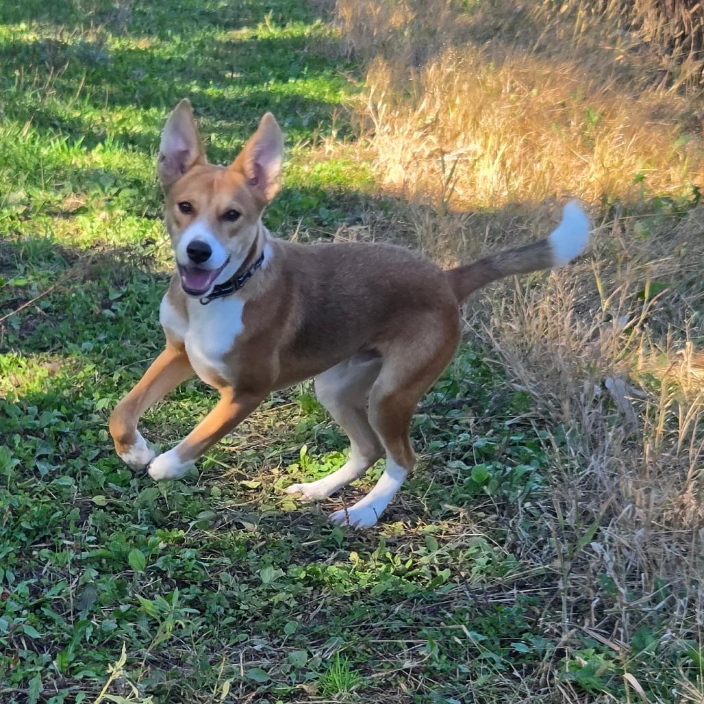Enlarge Ernie, a Adoptable mixed breed in Waite Park, MN image 1/6
