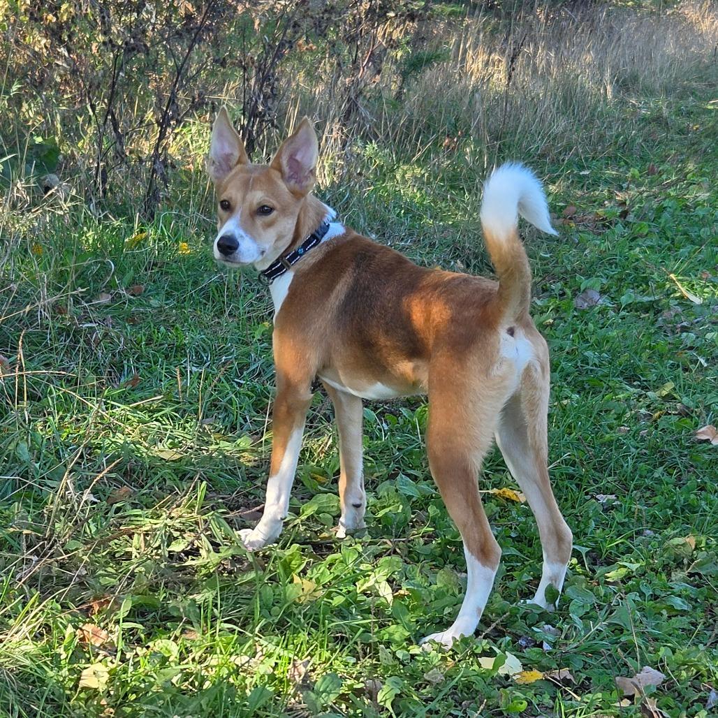 Enlarge Ernie, a Adoptable mixed breed in Waite Park, MN image 5/6