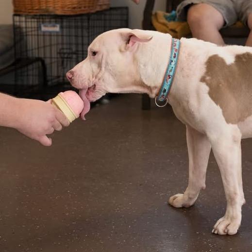 Fabio, Adoptable, Adult Male Pit Bull Terrier.