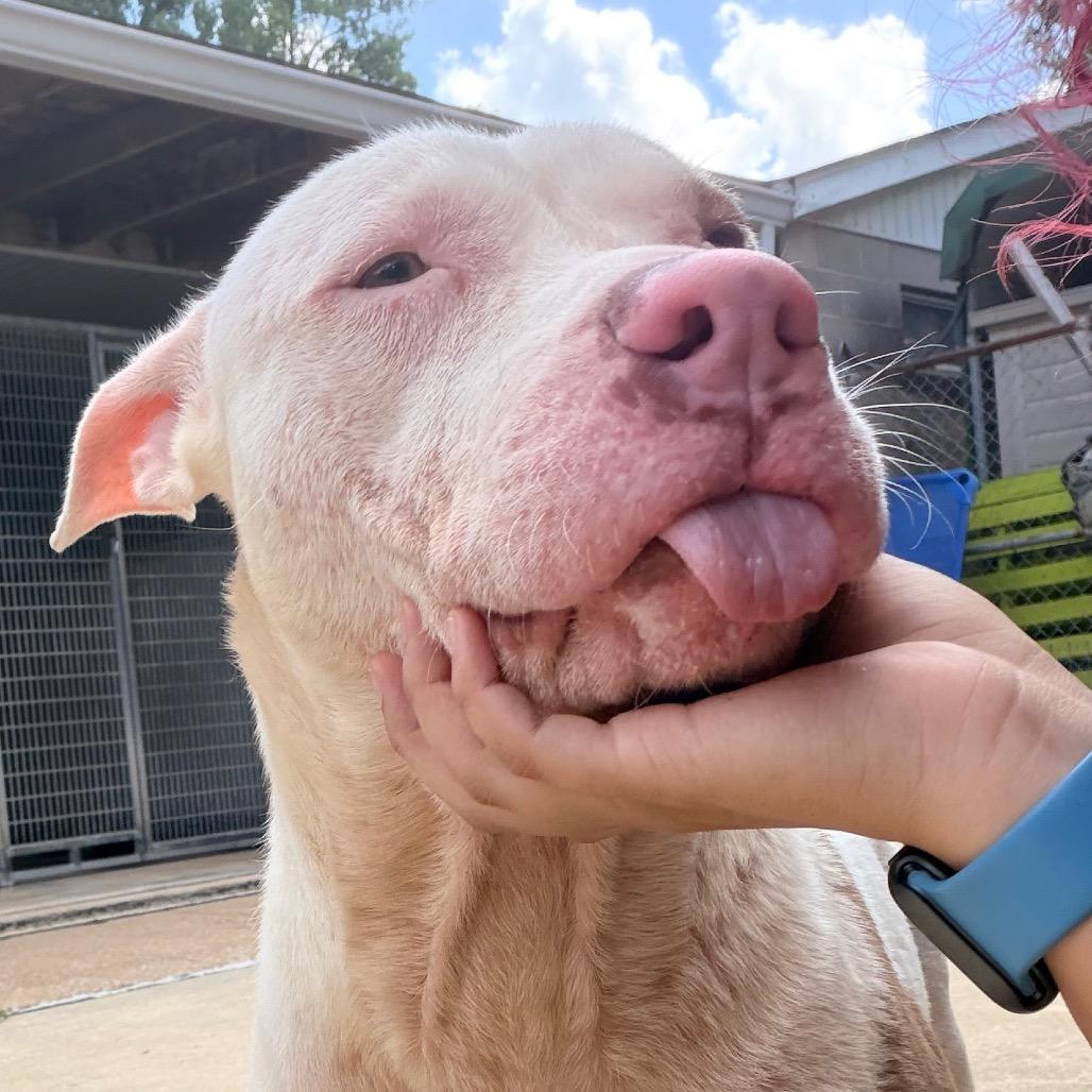 Enlarge Fabio, a Adoptable Pit Bull Terrier in Belleville, IL image 2/6