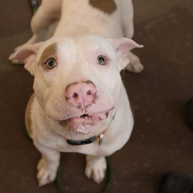 Enlarge Fabio, a Adoptable Pit Bull Terrier in Belleville, IL image 3/6