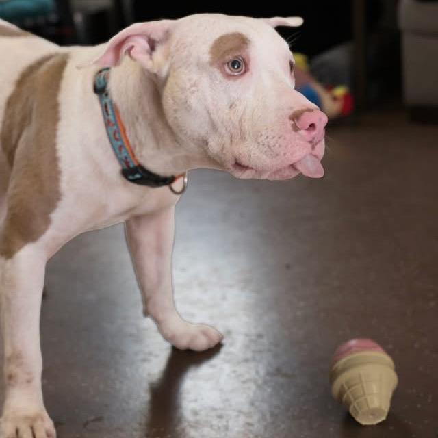 Enlarge Fabio, a Adoptable Pit Bull Terrier in Belleville, IL image 4/6