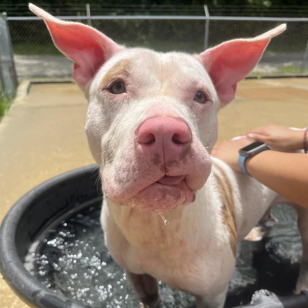 Enlarge Fabio, a Adoptable Pit Bull Terrier in Belleville, IL image 5/6