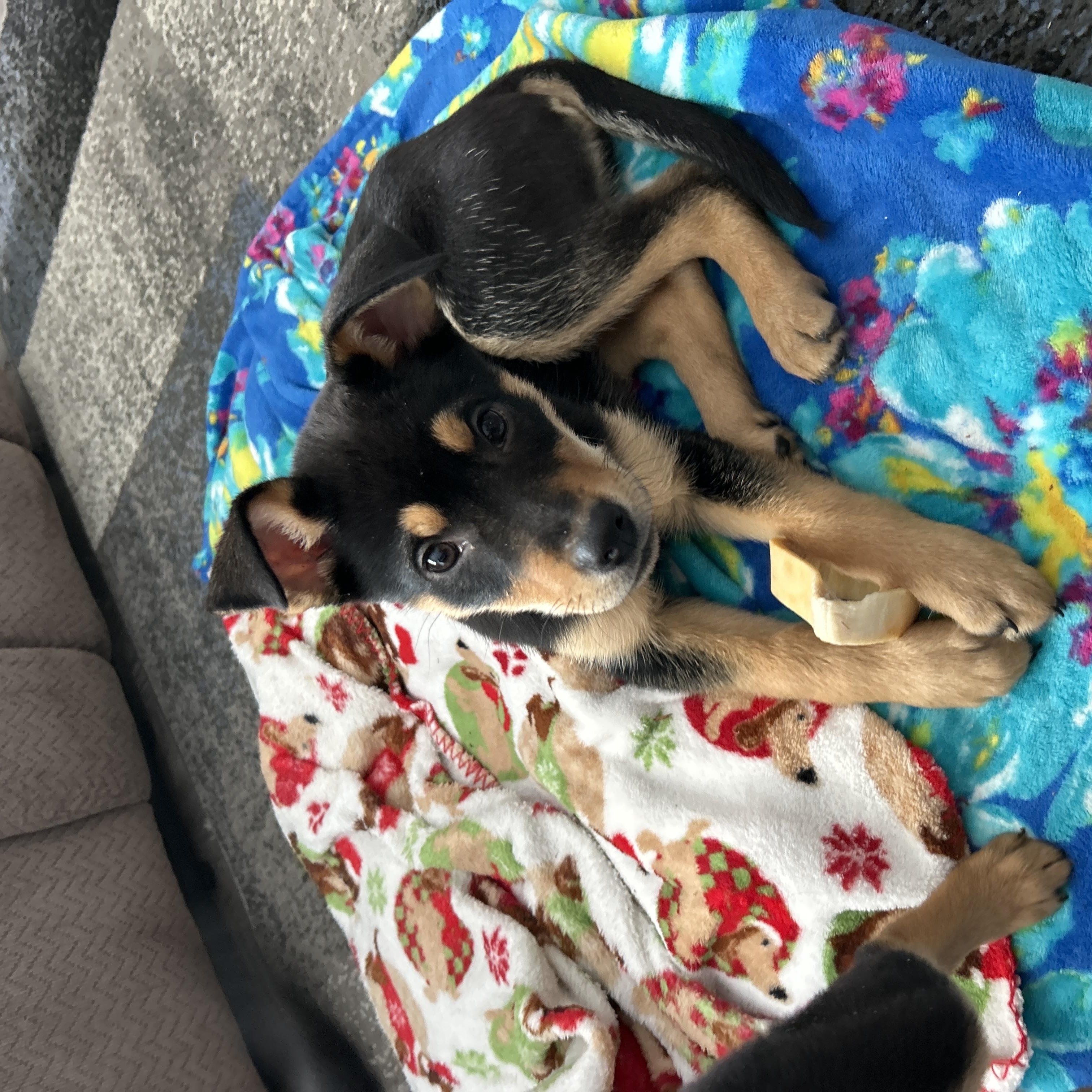 Enlarge Louise, a ADOPTABLE Mixed Breed in Kenosha, WI image 4/4