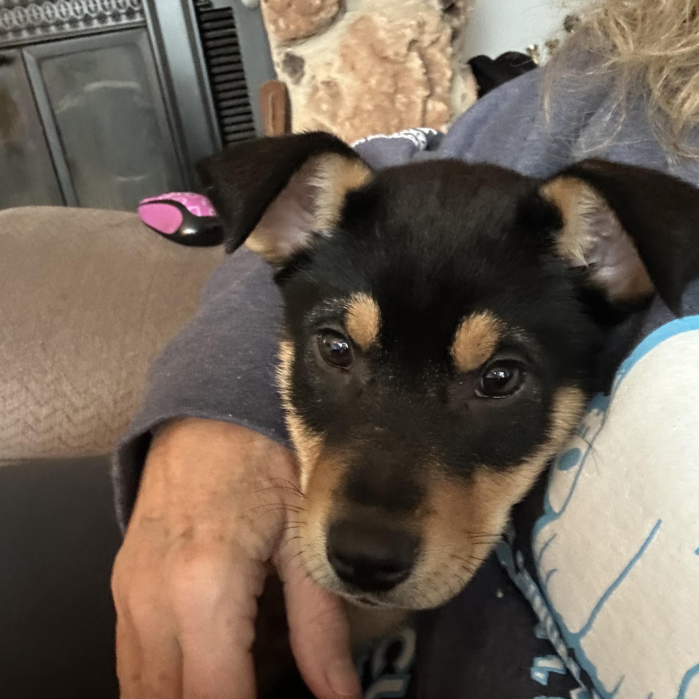 Enlarge Louise, a ADOPTABLE Mixed Breed in Kenosha, WI image 3/4