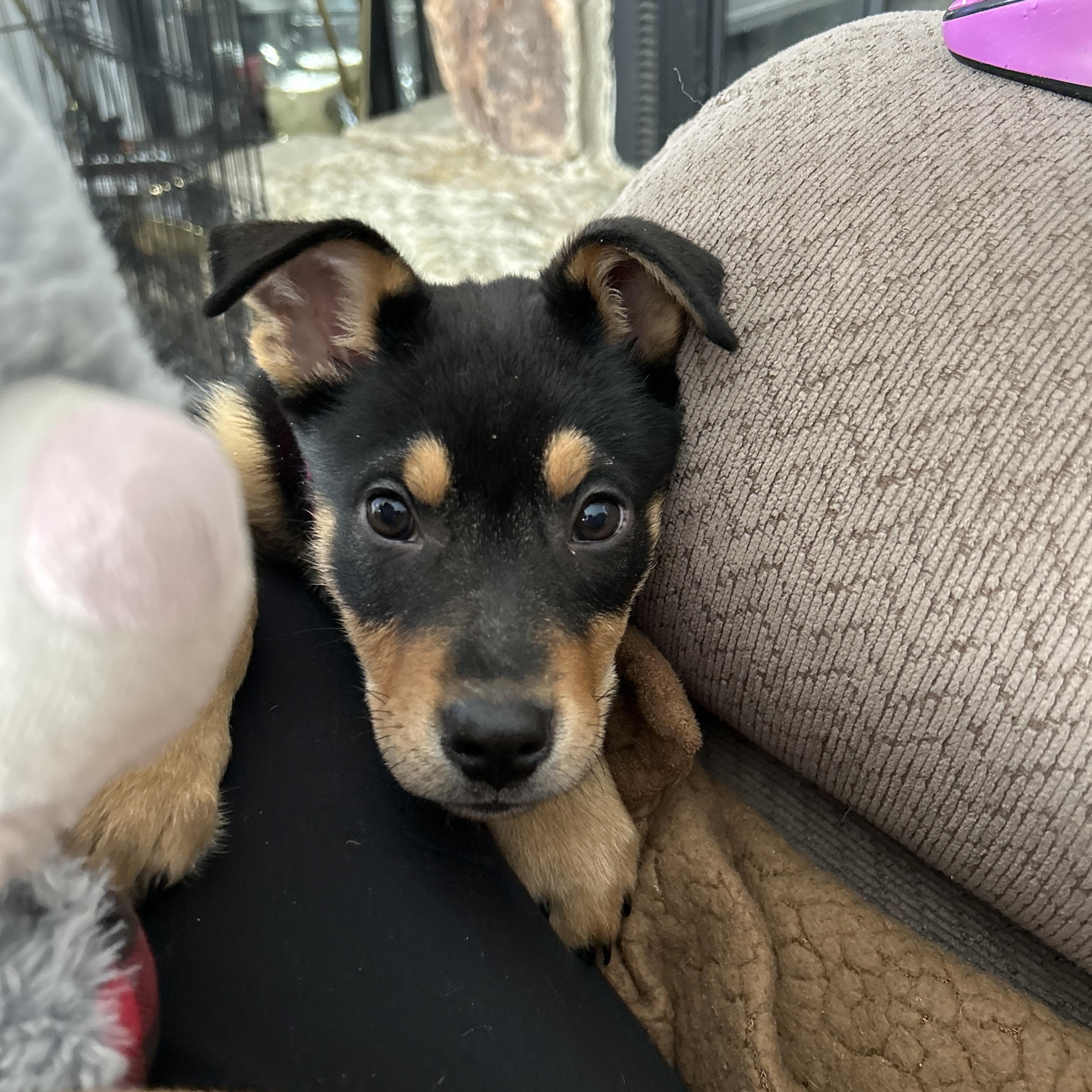 Enlarge Louise, a ADOPTABLE Mixed Breed in Kenosha, WI image 2/4