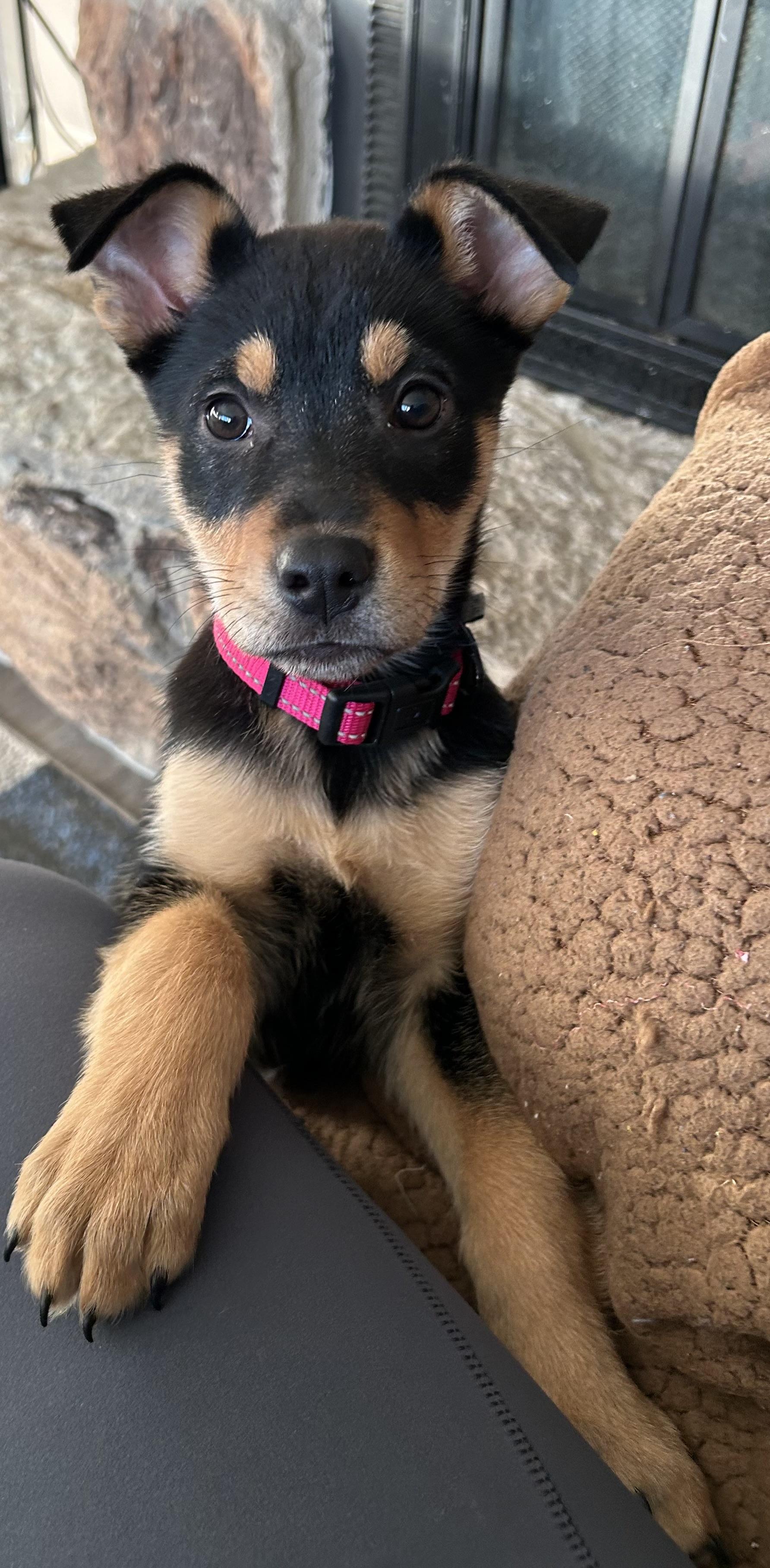 Enlarge Louise, a ADOPTABLE Mixed Breed in Kenosha, WI image 1/4