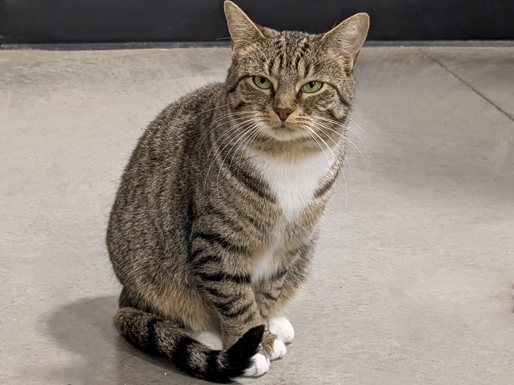 Sprite, Adoptable, Young Female Tabby.