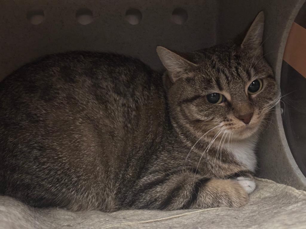 Sprite, Adoptable, Young Female Tabby.