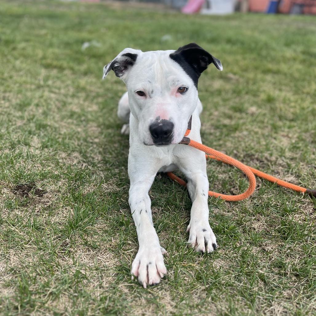 Stormy, Adoptable, Adult Female Mixed Breed.